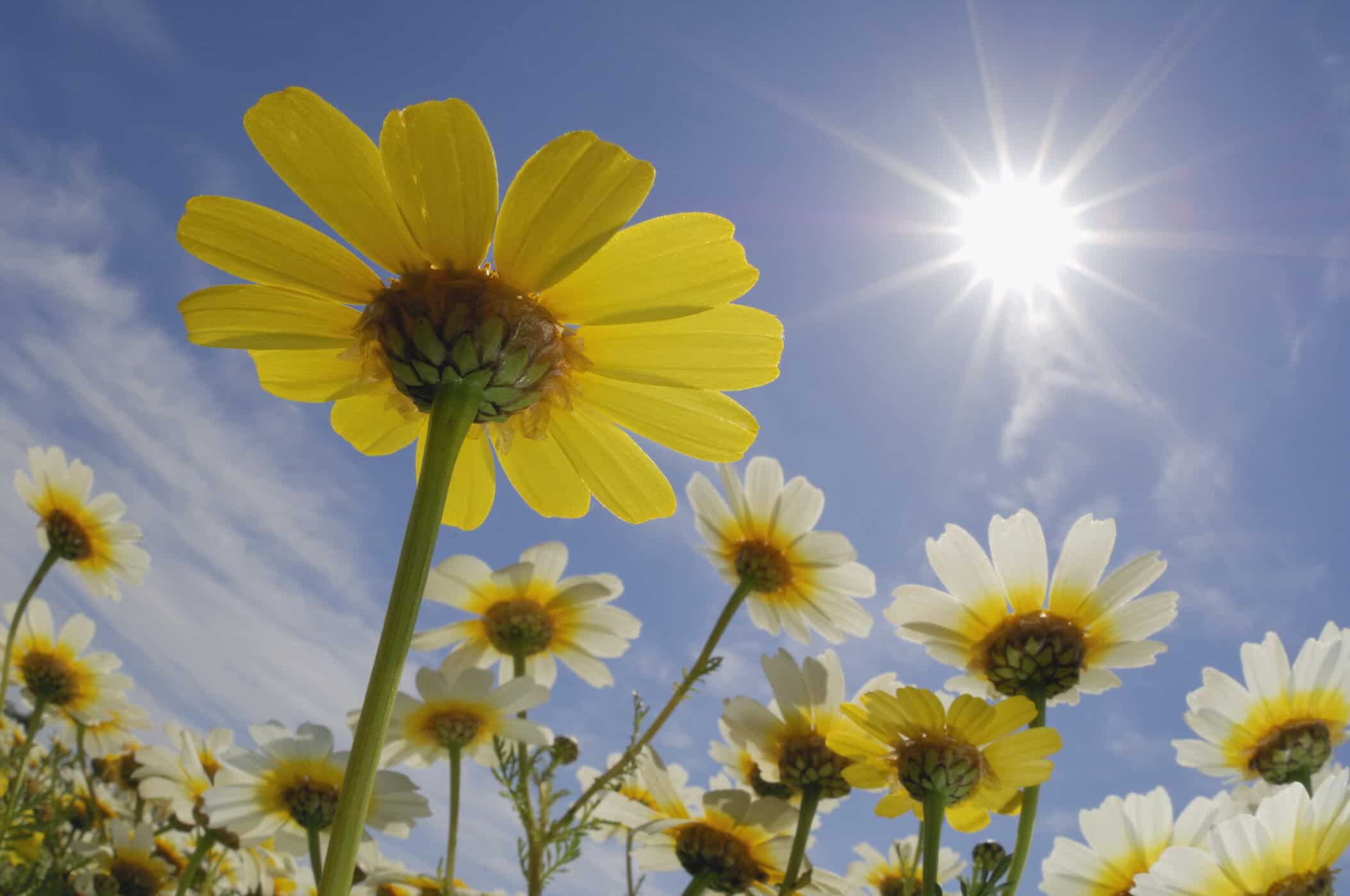 Gänseblümchen strecken sich im Sonnenlicht dem blauen Himmel entgegen und symbolisieren, wie positive Verstärkung bei ADHS Wachstum und Motivation fördert