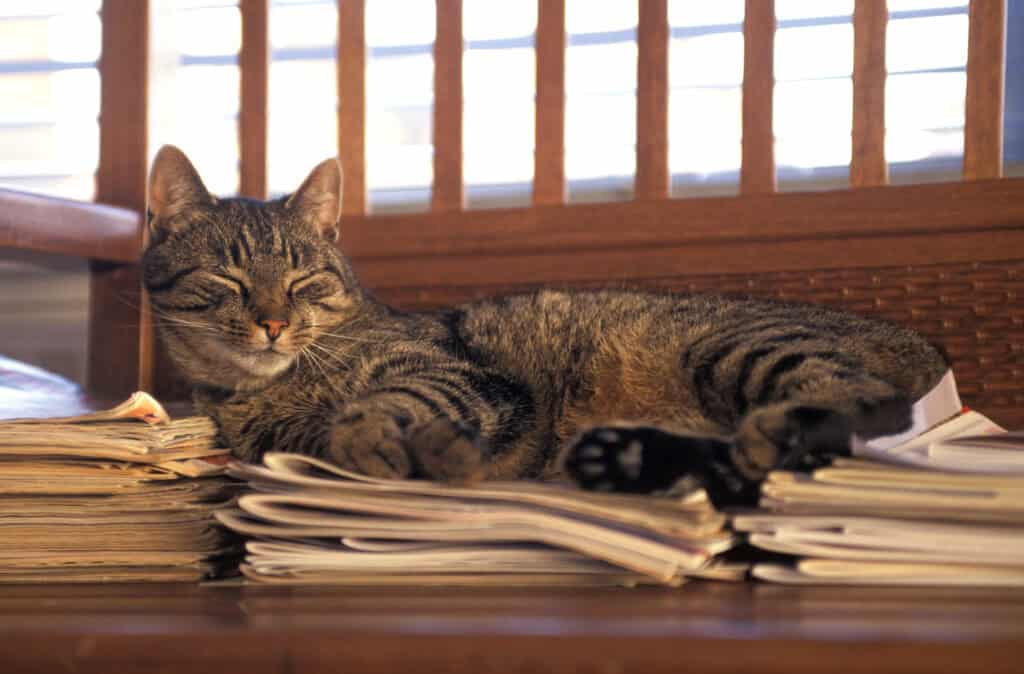 Katze schläft auf einem Stapel Unterlagen – symbolisch für Aktivitätslähmung bei ADHS und das Gefühl, nicht anfangen zu können