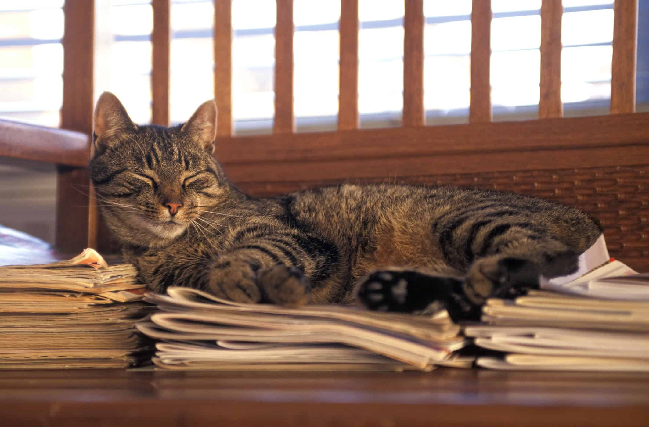 Katze schläft auf einem Stapel Unterlagen – symbolisch für Aktivitätslähmung bei ADHS und das Gefühl, nicht anfangen zu können
